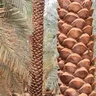 نقوم بجميع أعمال النخيل تكريب وتحويض وقلع وجريد