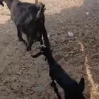 ثنيتن معزاء عوارض يتبعها تيس الحد480لراس كبيروصغير