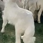 شراء خرفان وذبحها وتوصيلها