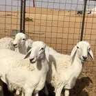 ذبايح بلديه واسعار مناسبه
