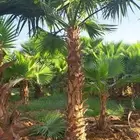 نخل واشنطن زينه مروحه