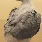 (مطلوب) فرخ كاسكو مجنون غر مكه