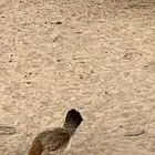 دجاج بلديه مشروطه من كل الأمراض حدي 20  اختصار الوقت