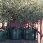 اشجار زيتون