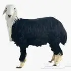 ذبائح حري   نعيم   نجدي