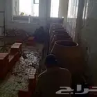 تنور في كل مكان في Dammam