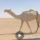 ضريبة ثنيه رمانيه