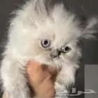 قطة للتبني هملايا انثى