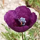 بذور زهور البختري