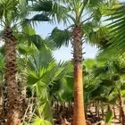 يوجد لدينا نخيل عربي وشنطونيا زينه امركي