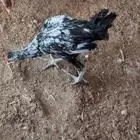 دجاج