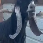 تيس فحل عارضي صنف