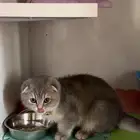 فندقه قطط