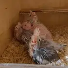 جوز كروان مع اربع فروخ