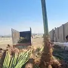 نخل زينه وعربي للبيع