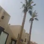 نخيل واشنطن تنظيف وقلع وغرس وتوريد