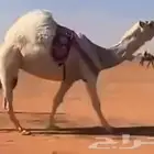 ابل طيبة نوادر النوادر قروب ذود