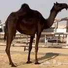 مجهم حقه تلقي طيبه جدا وسلم العذاريب
