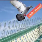 تركيب طارد حمام تركيب شبك اشواك مانع الحمام