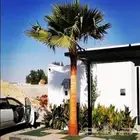 نخيل واشنطن ملكي   فاخر من الاخر
