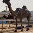 مجهم خفوت معزول منها حاشيها