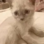 بارك الله فيكم