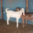 عنز جفره