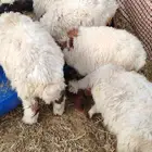 هرافه انعيم