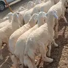 طليان العدد 16 العمر 6 اشهر الحد 1550 الموقع القنفذه ا