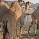 قعدان بلدي كفو فل شحم للبيع
