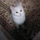 قطة انثي للتبني عمرها 11شهر لطيفة وودودة ونضيفة جدا