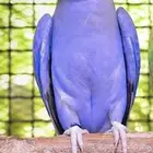 مطلوب (( ذكر دره فايلوت دبل فاكتور ))