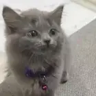 قطه انثى للبيع الخرج