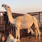 قعود اوضح كفو