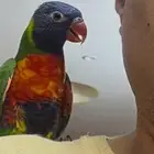 ببغاء لوري اليف