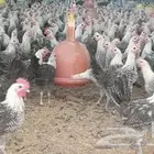 بيض فيومي مخصب