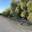 اشجار زيتون