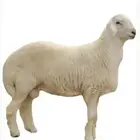تجهيز الذبائح والحياسي والمغاش للمناسبات والافراح