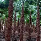 نخل واشنطني وشنطن واشنطوانيا زينه للبيع