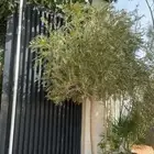 زيتون