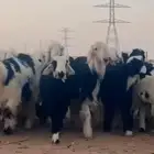 اضاحي_ خرفان_رخال_حيل_نجدي_ الصحة  فل الفل العمر  من 7__10