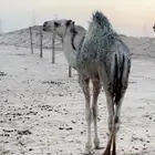 قعود للبيع