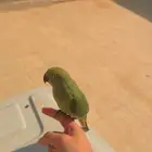 ببغاء دره أنثى