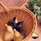 صغير البط