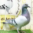 زاجل سباق السادس حجل ذهبي