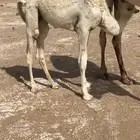 بكره