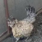 عتود