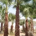 توريد وزرع النخيل الامريكي والنخل العربي با احود انواعه