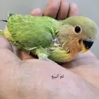 تم البيع
