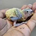 تم البيع